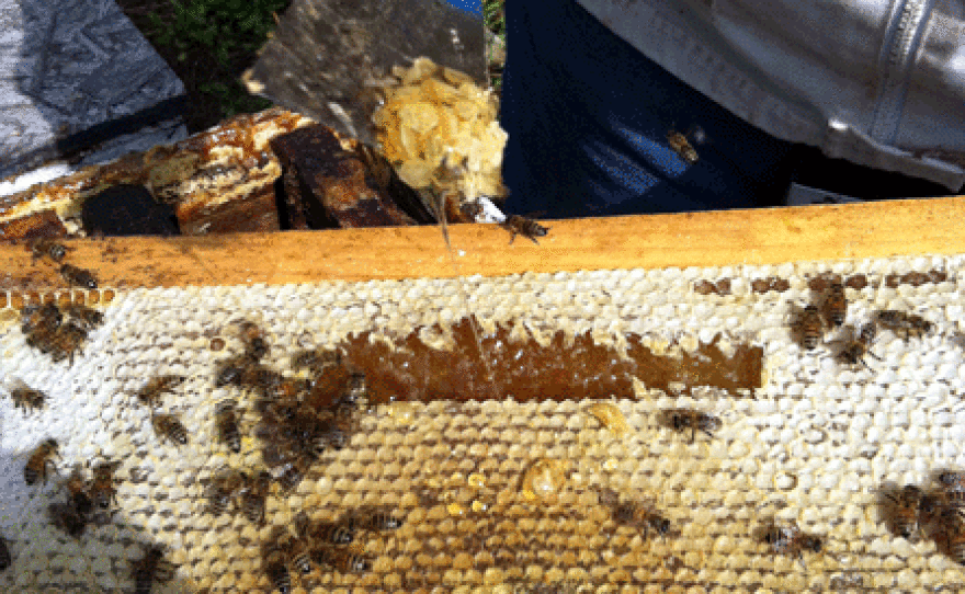 Some of Ted Elk’s hives are buzzing with bees and honey.