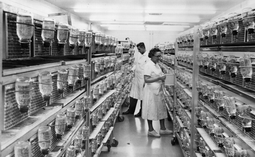The rat holding facility at Hazelton Laboratories in Washington, D.C., in 1967.
