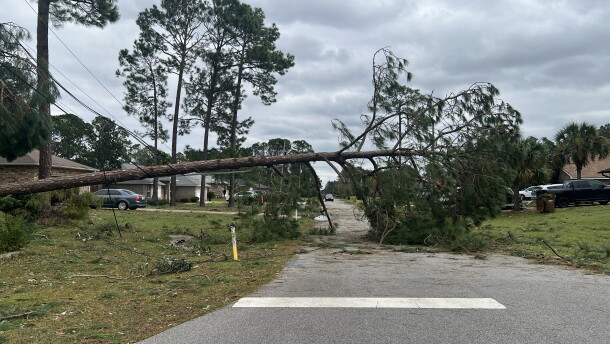 A downed tree in Navarre.
