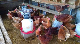 Chickens at Curtis Congleton's farm in Woodford County