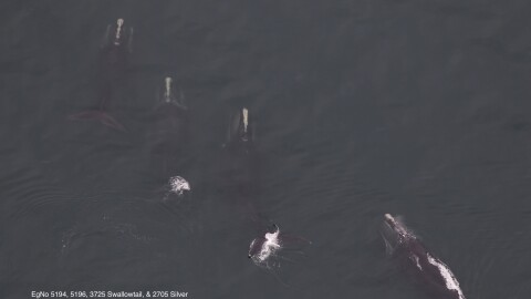 These four North Atlantic Right Whales, identified as EgNo 5194, 5196, 3725 Swallowtail, and 2705 Silver, were among 33 spotted in Cape Cod Bay on Saturday, January 10.