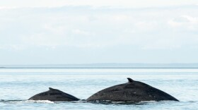 Salish Sea whale watchers were treated in May 2021 to humpback whale mother Slate surfacing with her young son Malachite.