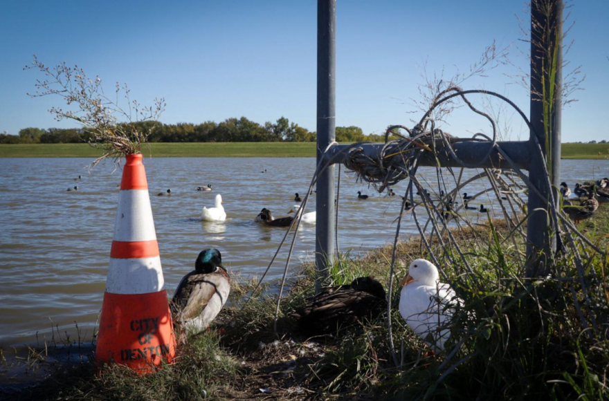 Ducks sit by the banks of North Lakes Park’s south pond. A local wildlife rehabilitator is trying to bring attention to the illegal abandonment of defenseless domestic ducks, which cannot fly or sufficiently care for themselves in the wild, after the disappearance of the duck who was highest in the pecking order.