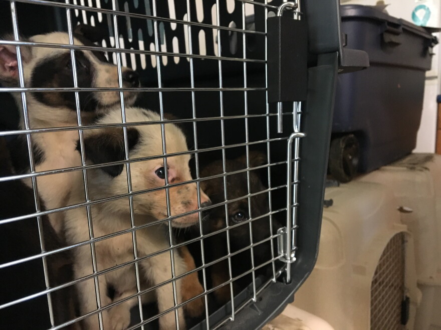 Brian's puppies are prepped for their vaccinations.