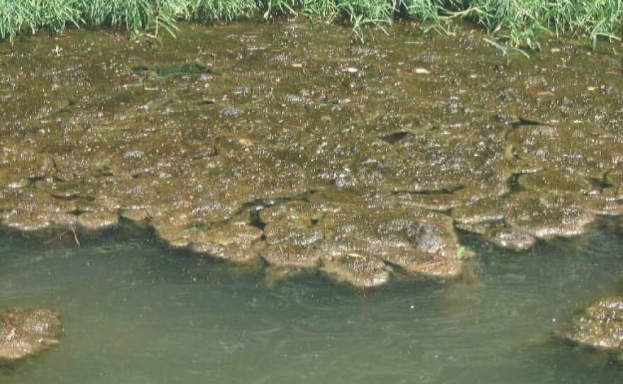 Algal mats