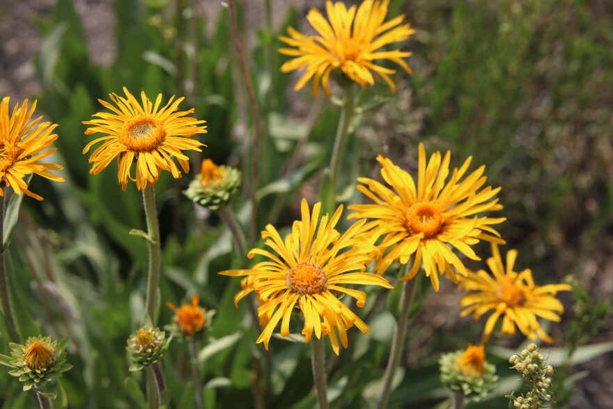 A close-up of several yellow flowers.