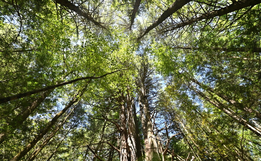 The tree canopy in the old-growth forest at Tuscarora State Park