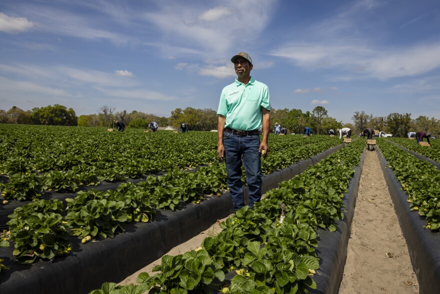 Fidel Sanchez, owner of Sanchez Farm, poses for a photo at a Sanchez Farm field in Plant City, Florida, U.S., February 28, 2024.