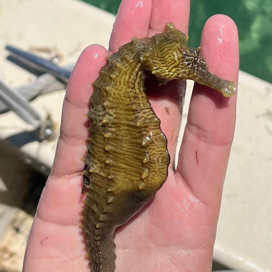 A lined seahorse found in park waters.
