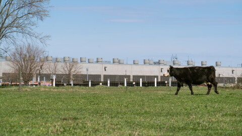 A cow on Josh Walton's property walks in front of a data center in Umatilla, Ore., on April 3, 2026.