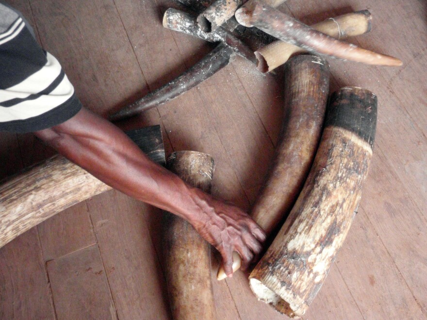 In this April 17, 2011, photo, seized tusks including some from baby elephants are displayed in Pokola, Congo. Conservationists said Tuesday that there's a new threat to the survival of Africa's elephants that may be just as deadly as poachers' bullets: the black-market trade of ivory in cyberspace.