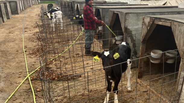 A worker on John Rosenow's dairy farm in Wisconsin. Rosenow depends on immigrant workers. "Without these immigrants, we would struggle. Well, we wouldn't exist, basically, and we wouldn't want to exist either."