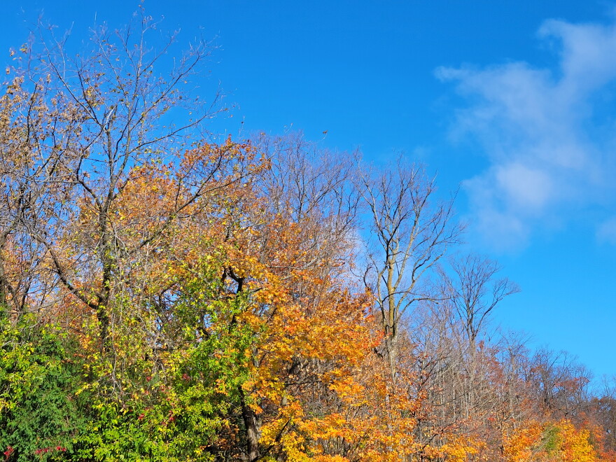 Colorful autumn tree line with a blue sky above