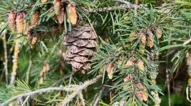 closeup of the pollen cones and a seed cone on a Douglas fir tree