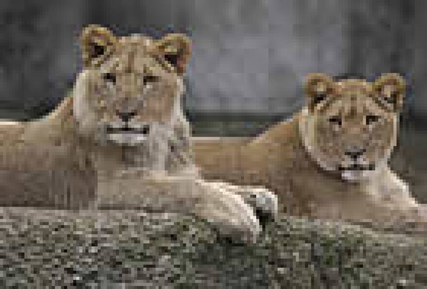 The zoo says it hopes to have the lions on display at Big Cat Country by this summer.