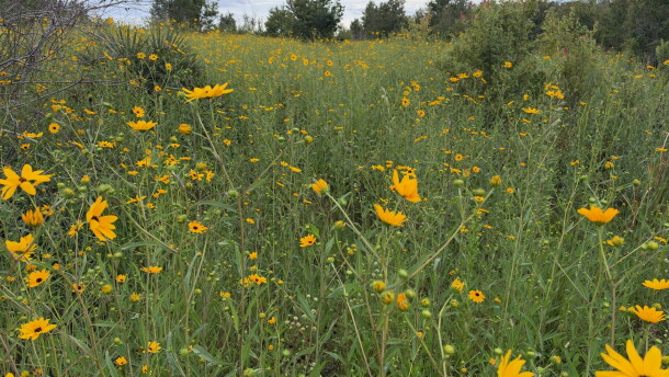 Acres and acres of Collier County Conservation Pepper Ranch Preserve are transformed into a sea of gold each October as the native wildflowers known as Southeastern sunflowers reach full bloom.