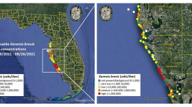 Map of red tide in the Gulf of Mexico