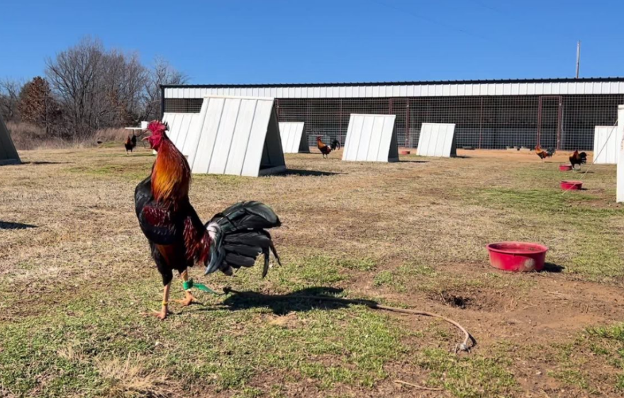 The Thrilling World of C4 Cockfighting Videos