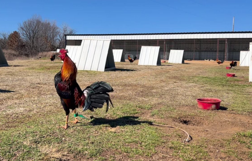  A rooster crows in front of white shelters.