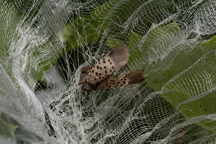 A spotted lantern fly on the protective mesh over a grape vine at the Vineyards at Chateau Hough in Cleveland, Ohio on Wednesday, August 19, 2026. Matthew Chasney for Ideastream Public Media.