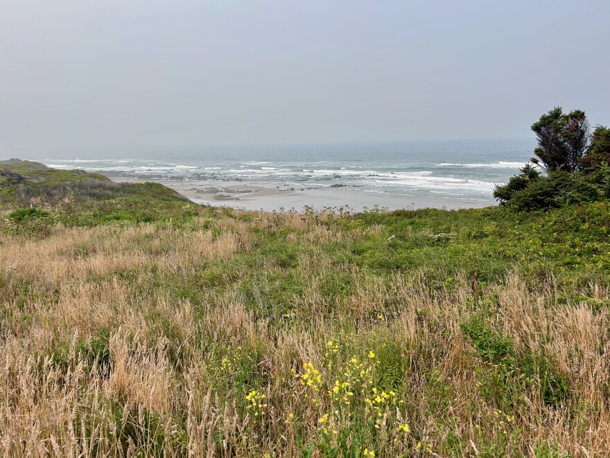 A coastal meadow overlooks the ocean.