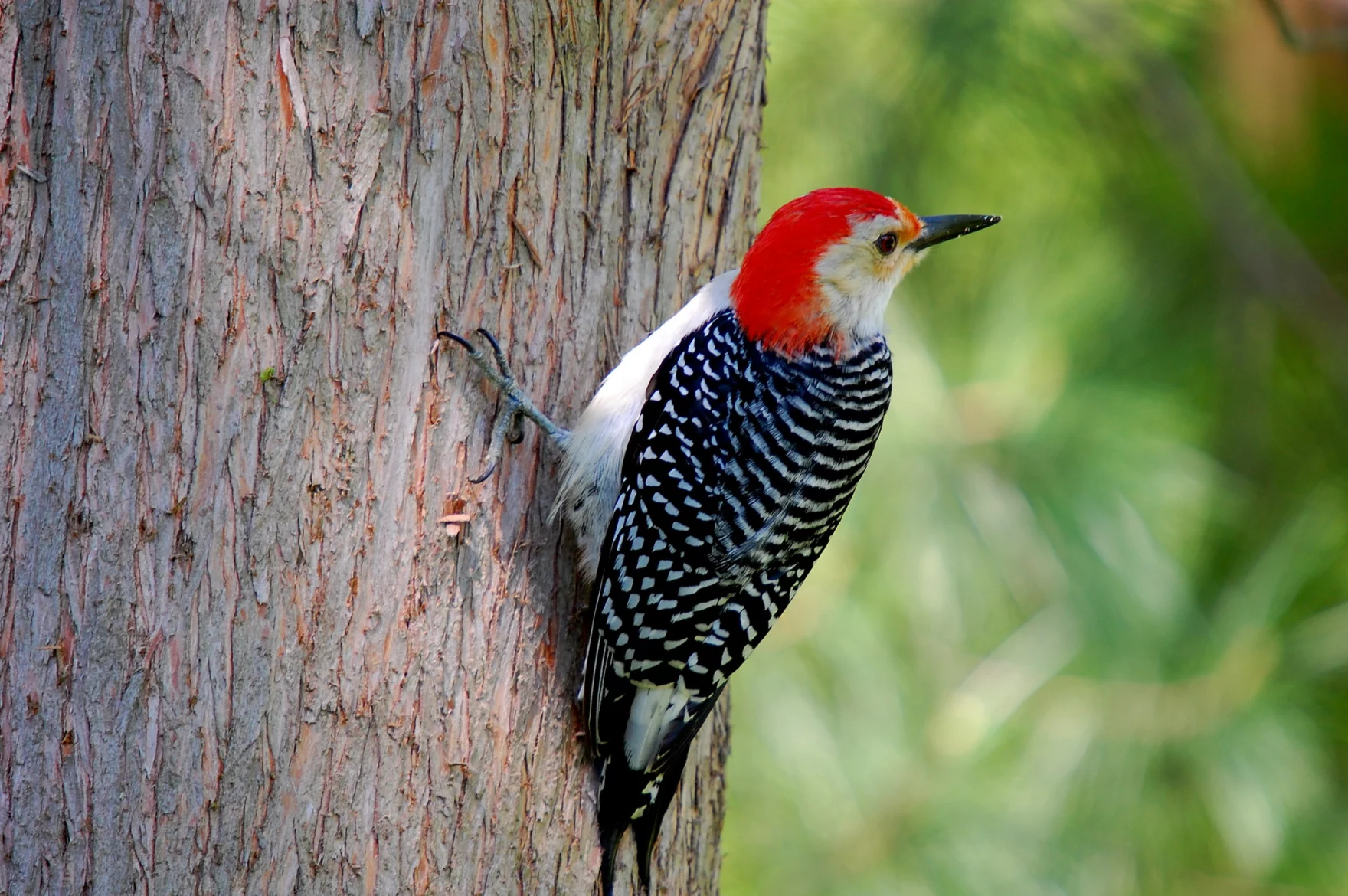 The vital role of woodpeckers in North Dakota