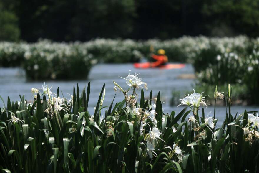 Rocky shoals spider lilies bloom along the banks of the Catawba River at Landsford Canal State Park in summer 2019.