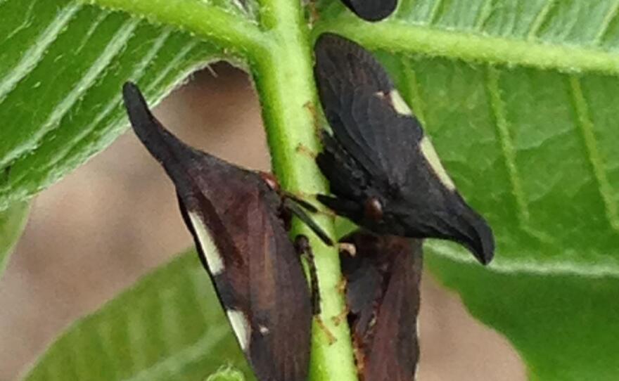 Treehoppers congregate on a plant stem in this file photo from 2015.