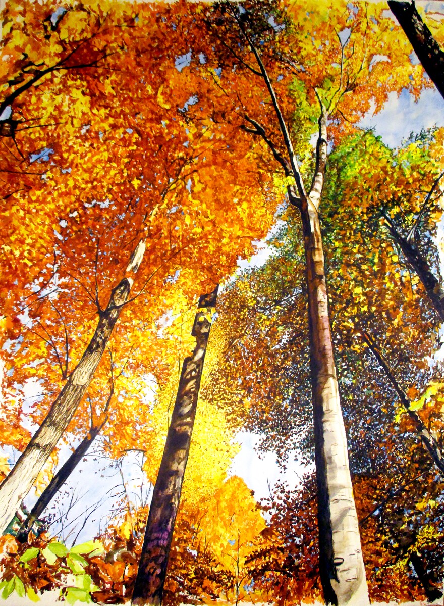 "Fall Looking Up," a watercolor by Dawn Hollister