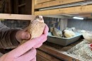 John Hancock of Happy Wife Acres holds a quail in his left hand in front of a cage of other quail on their farm.