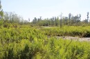 Mitigation banks can’t exactly replicate pre-development ecosystems, even when they achieve state-mandated native plant goals. (Rose Schnabel/WUFT News)