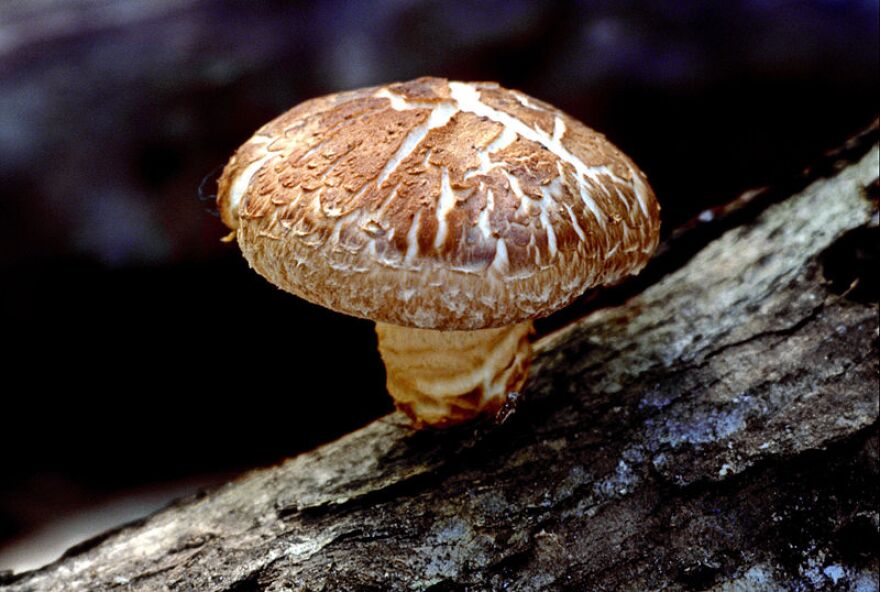 800px-Shiitake_mushroom_0.jpg