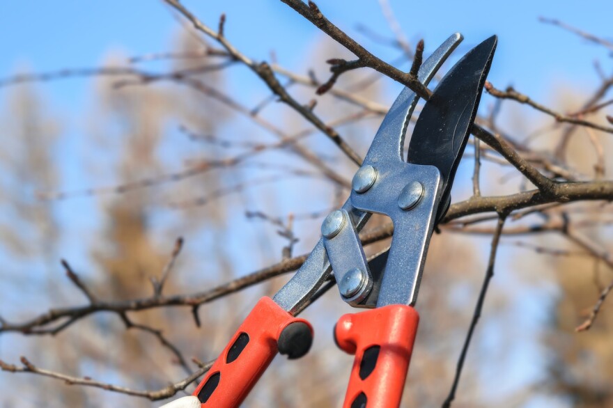 Pruning a tree with shears