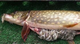 An invasive northern pike is shown to have its stomach stuffed with tiny juvenile salmon. Invasive northern pike are well-established on the Deshka River, where they are eating their way through the supply of salmon and other fish. As temperatures have risen, pike are eating more, a new study found.