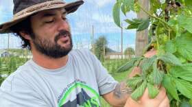 Sebastien Lajeunesse grows several hops varieties at St. Johns Hops in Umatilla. Photo: Joe Byrnes, WMFE