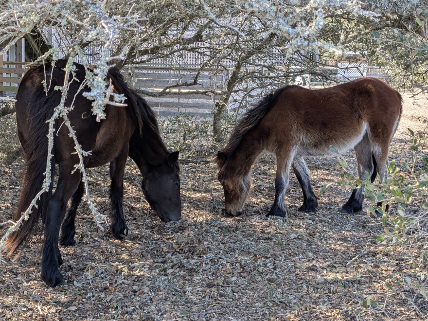 A Corolla horse and foal snacking on acorns.