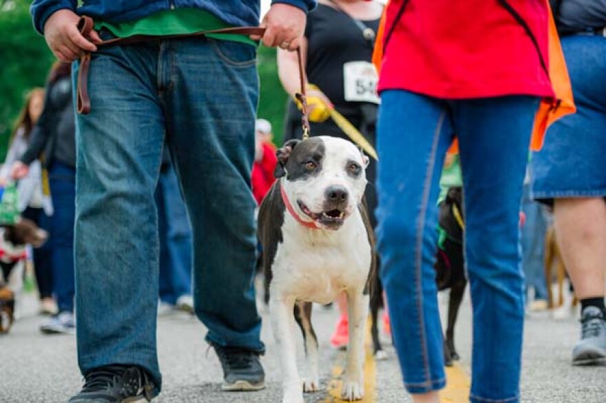 IndyHumane hosts its 18th Annual Mutt Strut on Saturday.