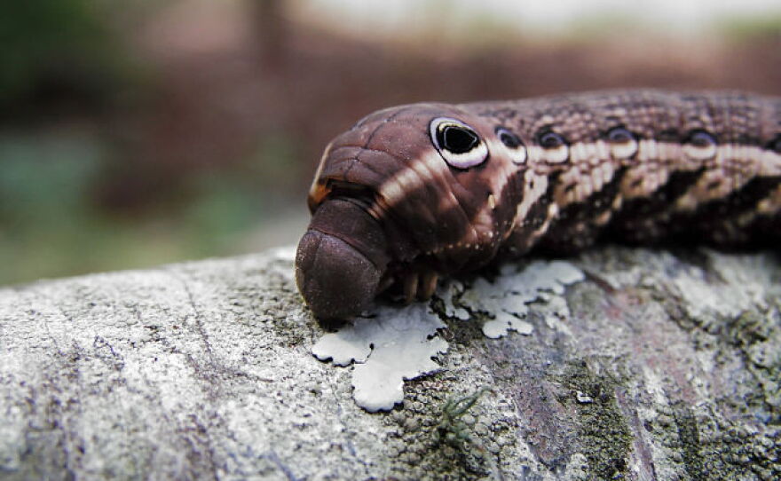 A caterpillar for a Tersa Sphinx moth.