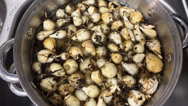 Camas is a key traditional food for the Nimíipuu and digging for it is also a way of connecting to the land
