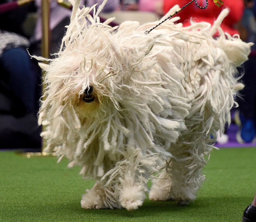 Komondor, also known as "BettyBoop," moves through the judging area during Day Two of the competition. Insert gratuitous mop joke here.