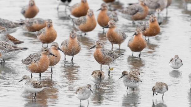Shorebirds of several different species – including a group of red knots – gather on Delaware Bay beaches during the spring migration stopover at Mispillion Harbor.