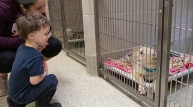 Humane Society of Huron Valley's Dog Adoption Area.