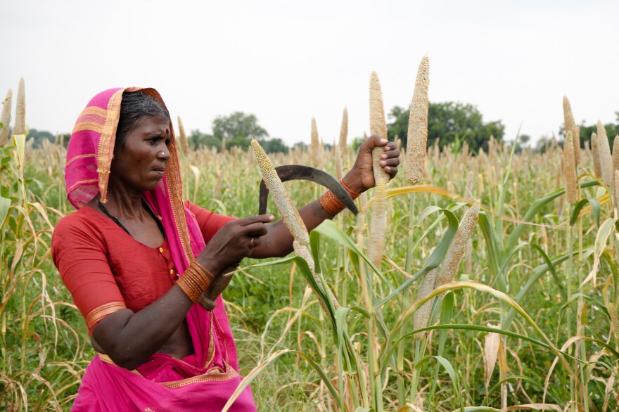 A Forgotten Group Of Grains Might Help Indian Farmers – And Improve Diets, Too | KGOU - Oklahoma's NPR Source
