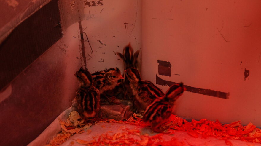 quail 2