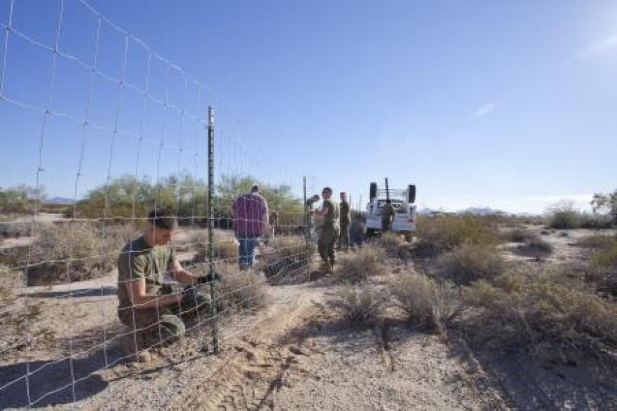 Marines with Marine Corps Air Station Yuma's Range Maintenance section aid wildlife biologists in building a temporary holding pen on the Barry M. Goldwater Range on Nov. 19.