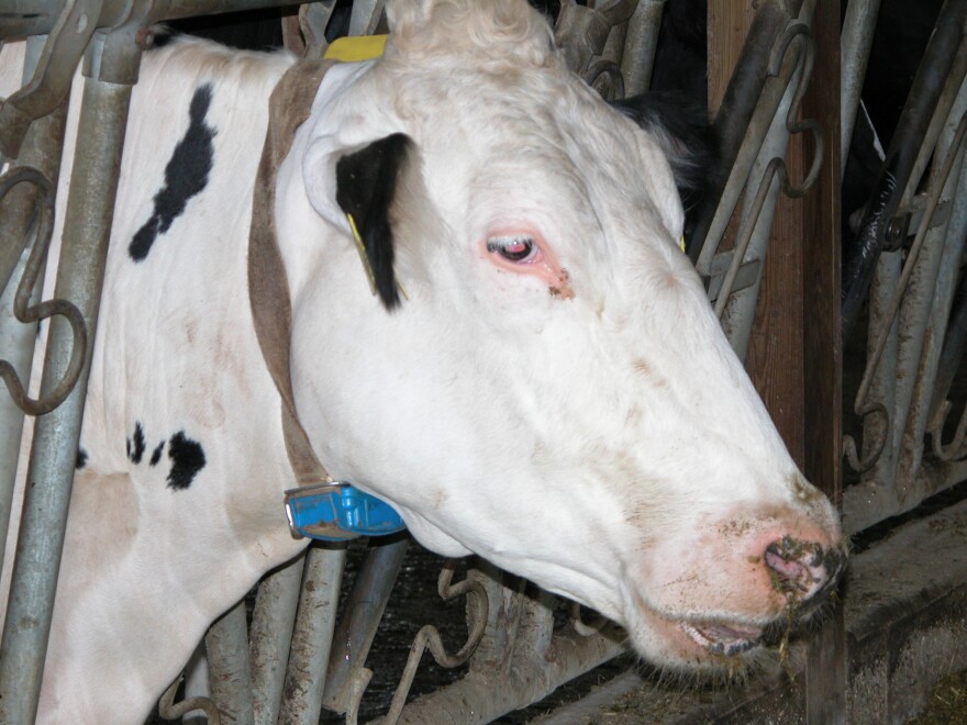 dairy cow