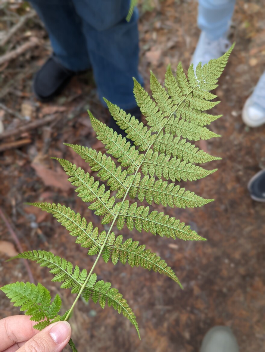 A rock fern with small dots of sori on its fronds is examined by student phenologists at Cherry School during November, 2024.
