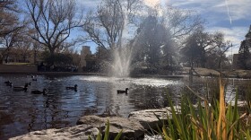 Life is vibrant at the University of New Mexico duck pond on a rare 78 degree day in early March.