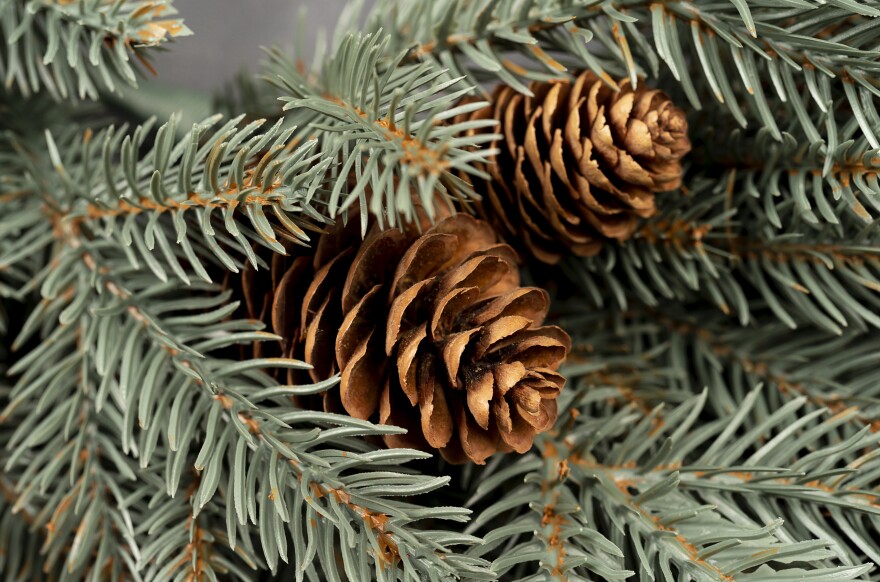 Green evergreen pine needles and brown pine cones.