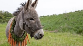 The donkey's eyes seem to take the measure of modern life in Jerzy Skolimowski's film, <em>EO</em>.